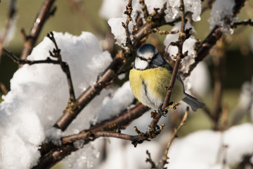 A cute blue tit bird perched in a bush with snow looking at the viewer 