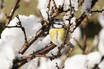 Naklejka premium A cute blue tit bird perched in a bush with snow looking to the right 