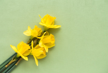 Arrangement of five fresh yellow Jersey Pride daffodils lying on soft pale green textured background with lots of copy space. 
