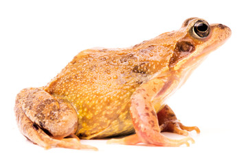 European common brown grass frog, Rana temporaria. Female with bright mating colors.