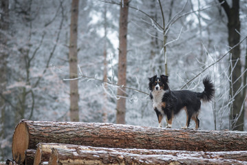 Australian Shepherd Winterlove