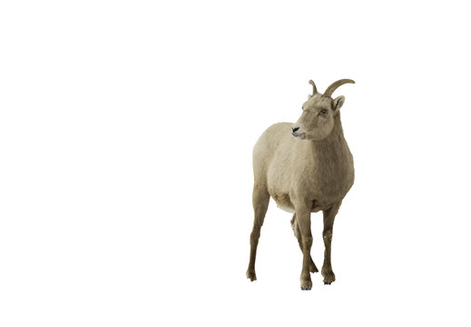 Image of mountain Goat