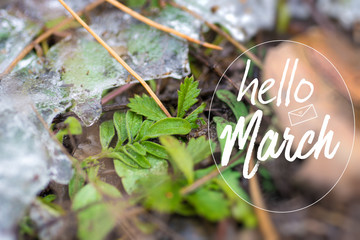 Hello March card. Soft Image of early green sprout appearing from melting snowcover in spring forest.