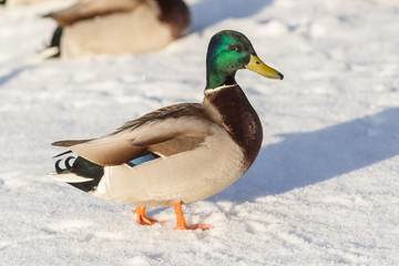 duck on snow