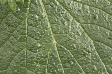 nettle leaf close up macro photo