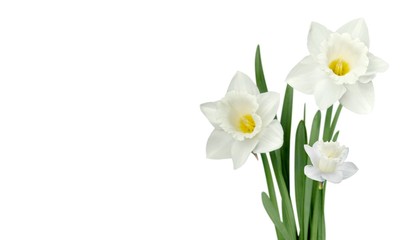 Obraz premium Daffodil.