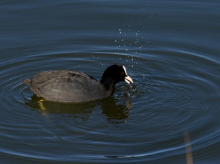 Coot in calm water - Fulica atra
