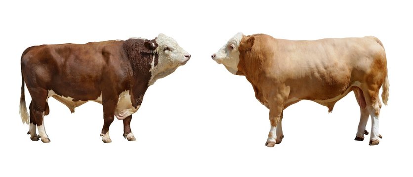 Photo of two breeding bull on a exhibition on a white background