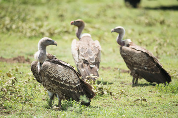 birds of pray, Tanzania, africa