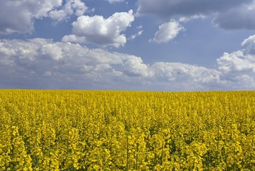 Field blossoming rape.