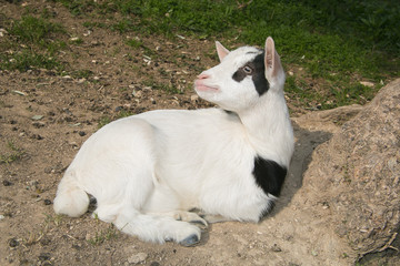 Piccola capra nana tibetana bianca e nera