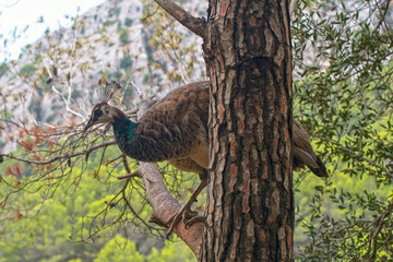 Portrait of green peacock on the tree.