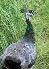 Portrait of green peacock outdoors.