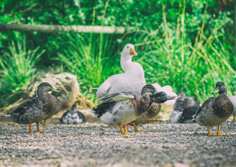 Ducks and geese in the barnyard.