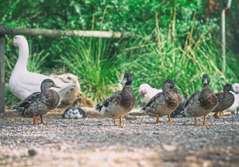 Ducks and geese in the barnyard.