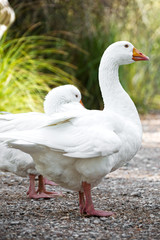 Portrait of white geese outdoors.