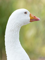 Portrait of white goose outdoors.