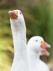 Portrait of white goose outdoors.