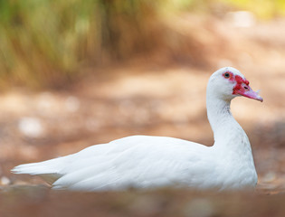 Portrait of white Muscovy duck outdoors.