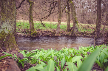 green wild garlic