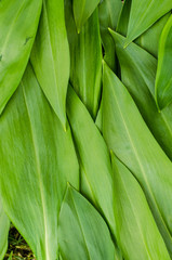 Obraz premium wild garlic leaves