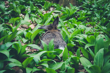 rabbit in wild garlic leaves