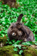 rabbit in wild garlic leaves