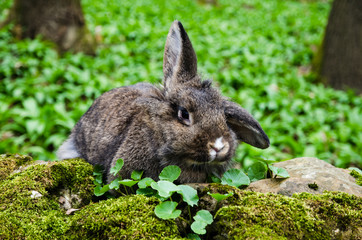 rabbit in spring forest
