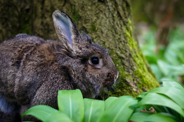 rabbit in spring forest