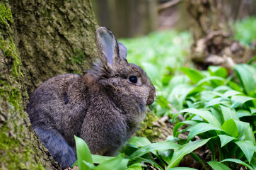 Naklejka na ściany i meble rabbit in spring forest
