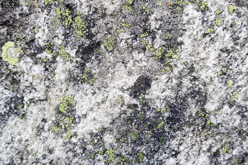 alpine rock with lichen