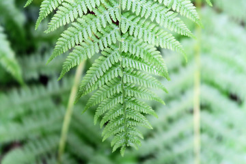 green fern background