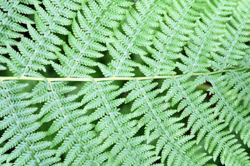 green fern background