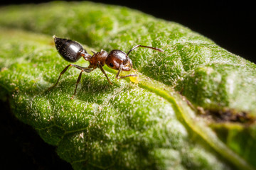 Ant on Leaf