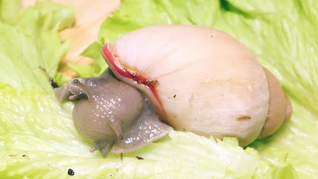 Beautiful snails eating a lettuce leaf. Macro shot.