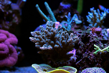 Fototapeta na wymiar Acropora SPS coral