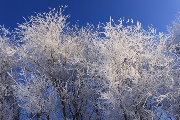 Frosty trees
