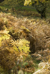 Autumn woodland scenic with yellow and brown fern leaves, Derbyshire, UK