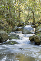 Naklejka na ściany i meble Burbage Brook flows down the forested rocky river valley of Padley Gorge, Longshaw Estate, Peak District, Derbyshire, UK