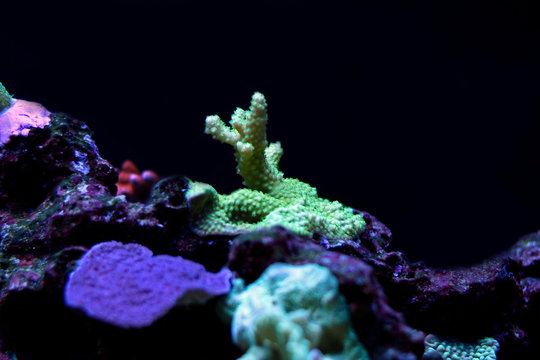 Ultra Green Acropora SPS coral
