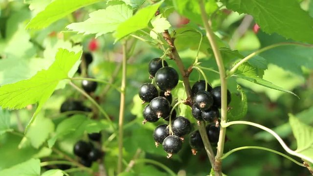 Blackcurrant cassis (  Ribes nigrum ) fragrant sweet berries in the garden. Full - ripe mellow berry. The fruitful branch coated with vitaminous fruits.  Lockdown.