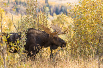 Bull Shiras Moose in Fall