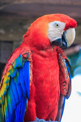 Red Parrot Male waiting near a house