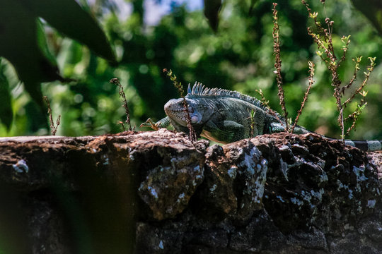 iguana on a wall under hard sun
