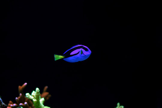 Real Dory in marine aquarium tank  (Blue Tang)