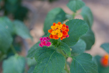 Beauty summer flowers