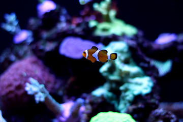 Ocelaris Clownfish