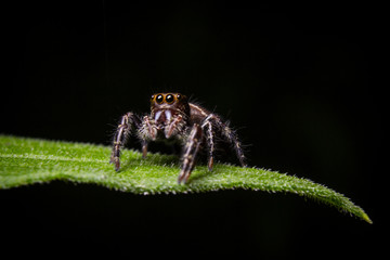 Jumping Spider on Leaf