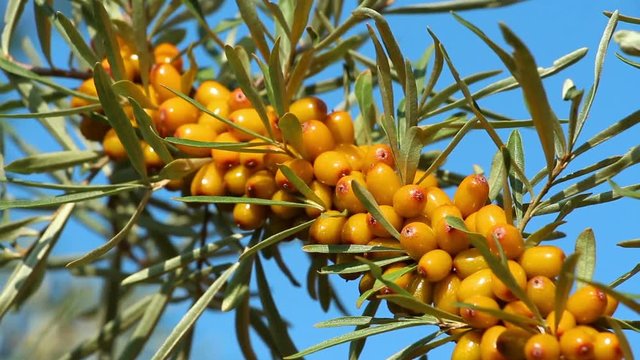 Sea-buckthorn berries branch on blue sky background. The fruitful branch coated with vitaminous berries.  Full - ripe mellow yellow berry.