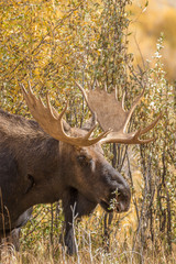 Bull Shiras Moose in Fall